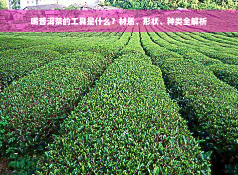 喝普洱茶的工具是什么？材质、形状、种类全解析