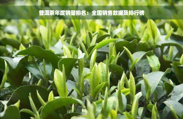 普洱茶年度销量排名：全国销售数据及排行榜