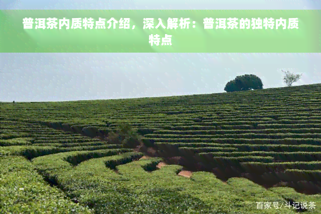 普洱茶内质特点介绍，深入解析：普洱茶的独特内质特点