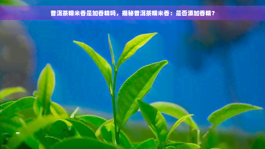 普洱茶糯米香是加香精吗，揭秘普洱茶糯米香：是否添加香精？