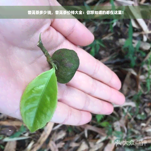 普洱茶多少钱，普洱茶价格大全：你想知道的都在这里！