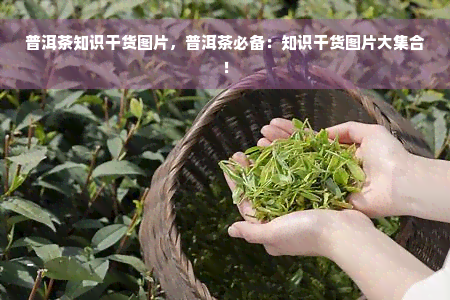 普洱茶知识干货图片，普洱茶必备：知识干货图片大 *** ！