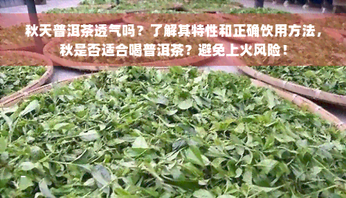 秋天普洱茶透气吗？了解其特性和正确饮用方法，秋是否适合喝普洱茶？避免上火风险！