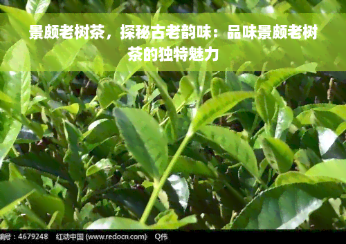 景颇老树茶，探秘古老韵味：品味景颇老树茶的独特魅力