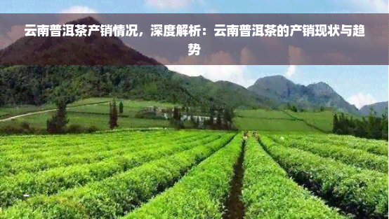 云南普洱茶产销情况，深度解析：云南普洱茶的产销现状与趋势