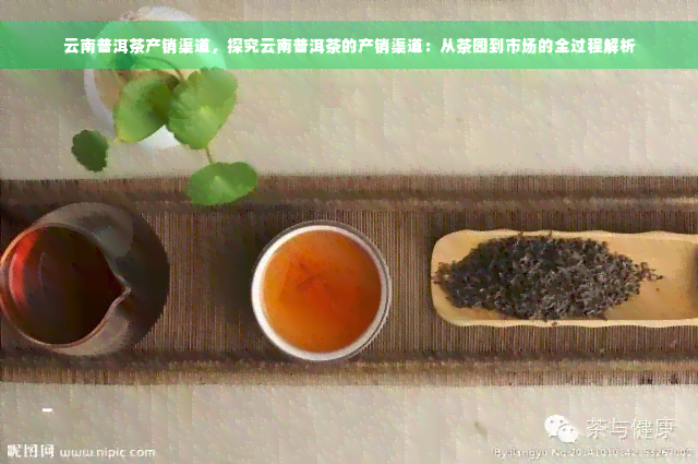 云南普洱茶产销渠道，探究云南普洱茶的产销渠道：从茶园到市场的全过程解析