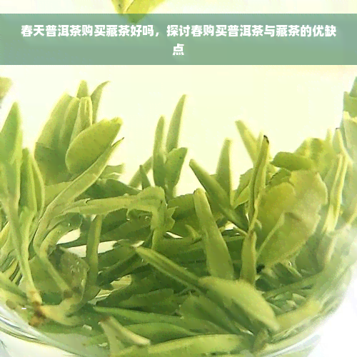 春天普洱茶购买藏茶好吗，探讨春购买普洱茶与藏茶的优缺点