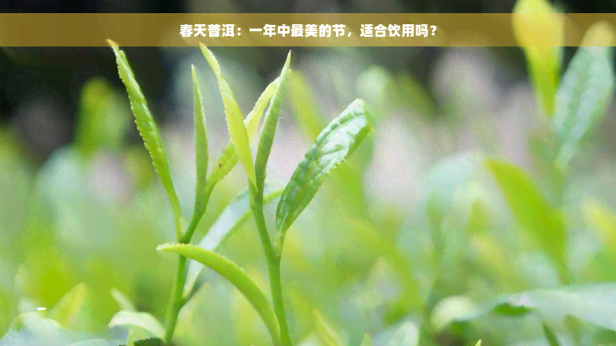 春天普洱：一年中最美的节，适合饮用吗？