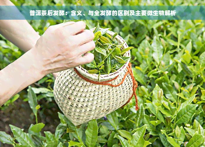 普洱茶后发酵：含义、与全发酵的区别及主要微生物解析