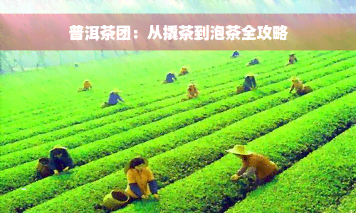 普洱茶团：从撬茶到泡茶全攻略