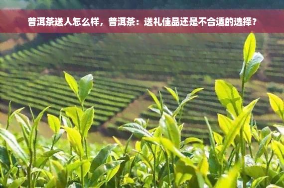 普洱茶送人怎么样，普洱茶：送礼佳品还是不合适的选择？