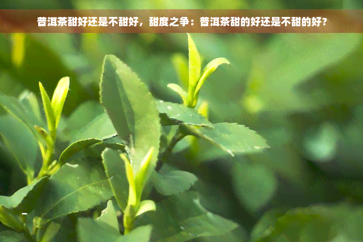 普洱茶甜好还是不甜好，甜度之争：普洱茶甜的好还是不甜的好？