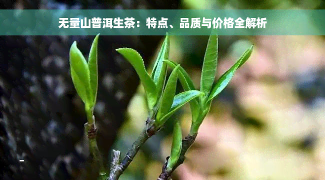 无量山普洱生茶：特点、品质与价格全解析