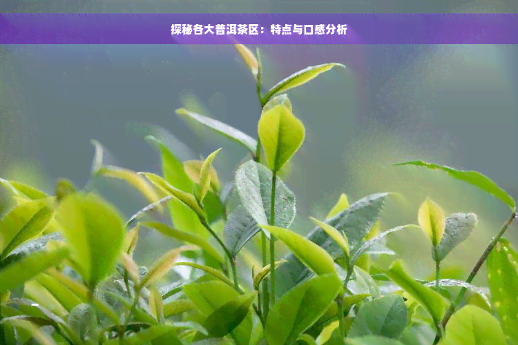 探秘各大普洱茶区：特点与口感分析