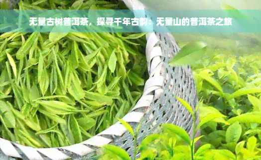 无量古树普洱茶，探寻千年古韵：无量山的普洱茶之旅