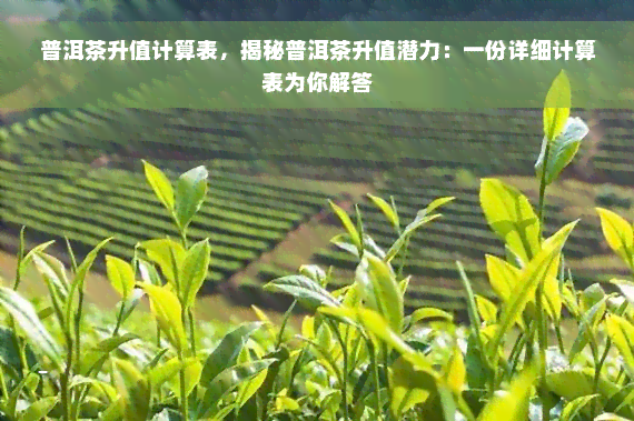 普洱茶升值计算表，揭秘普洱茶升值潜力：一份详细计算表为你解答