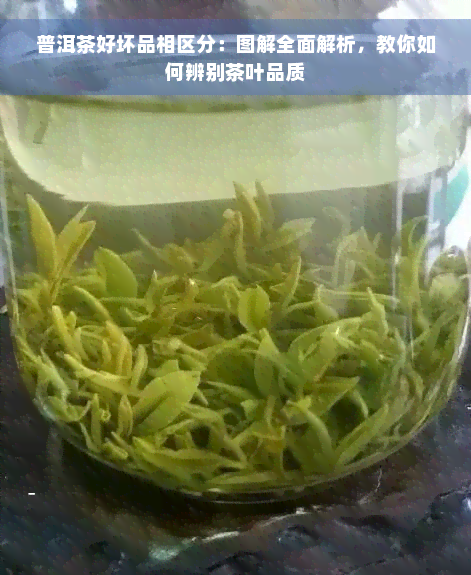 普洱茶好坏品相区分：图解全面解析，教你如何辨别茶叶品质