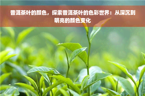 普洱茶叶的颜色，探索普洱茶叶的色彩世界：从深沉到明亮的颜色变化