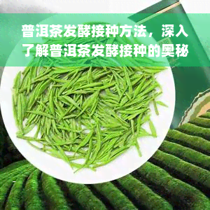 普洱茶发酵接种方法，深入了解普洱茶发酵接种的奥秘：方法与技巧