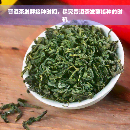 普洱茶发酵接种时间，探究普洱茶发酵接种的时机