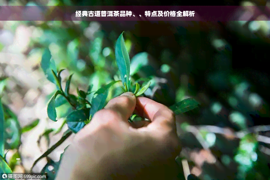 经典古道普洱茶品种、、特点及价格全解析