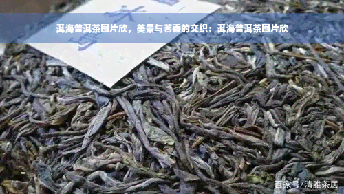 洱海普洱茶图片欣，美景与茗香的交织：洱海普洱茶图片欣