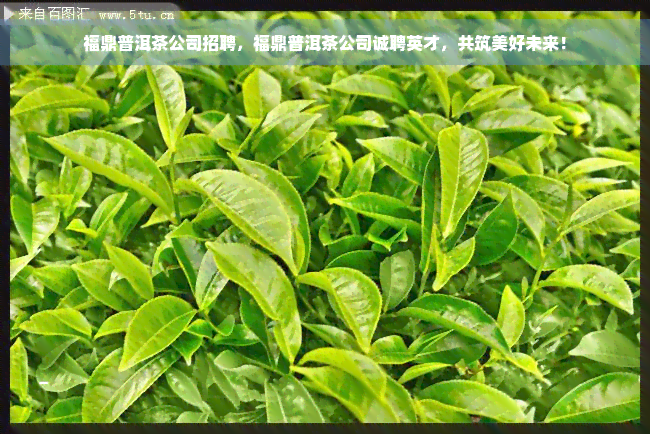 福鼎普洱茶公司招聘，福鼎普洱茶公司诚聘英才，共筑美好未来！