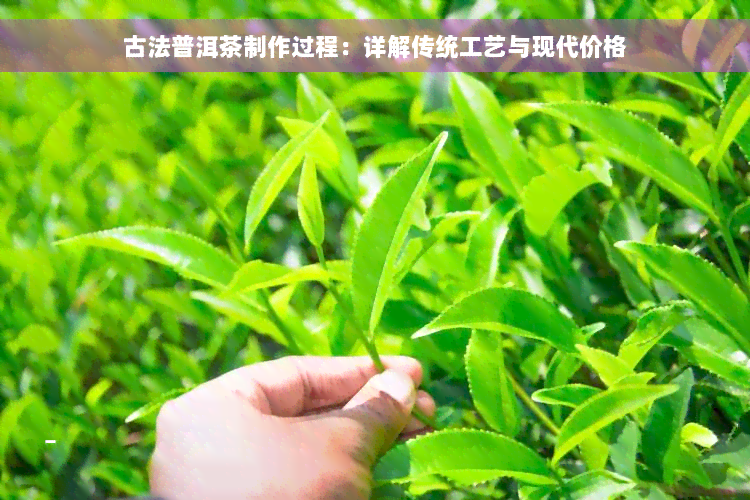 古法普洱茶制作过程：详解传统工艺与现代价格