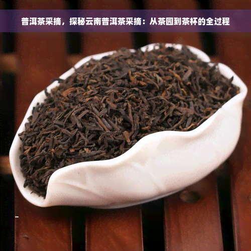 普洱茶采摘，探秘云南普洱茶采摘：从茶园到茶杯的全过程