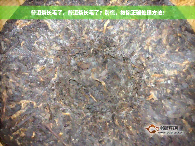 普洱茶长毛了，普洱茶长毛了？别慌，教你正确处理方法！