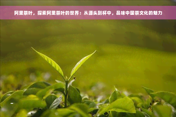 阿里茶叶，探索阿里茶叶的世界：从源头到杯中，品味中国茶文化的魅力