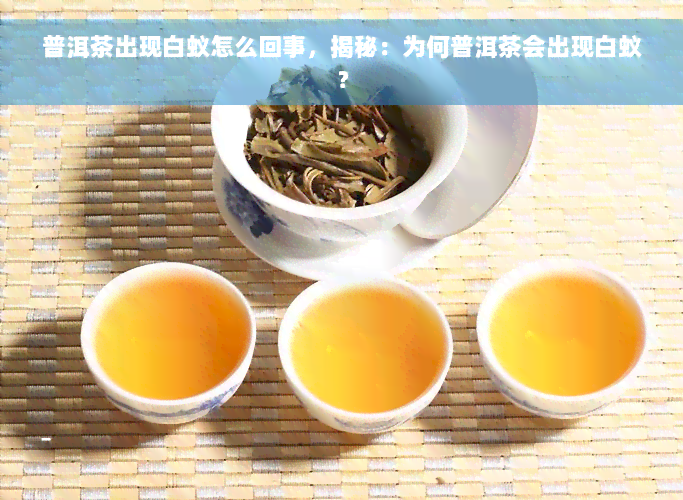 普洱茶出现白蚁怎么回事，揭秘：为何普洱茶会出现白蚁？