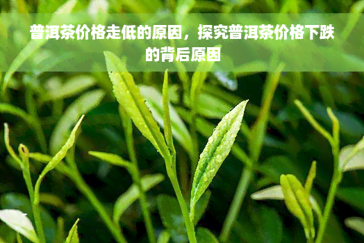 普洱茶价格走低的原因，探究普洱茶价格下跌的背后原因