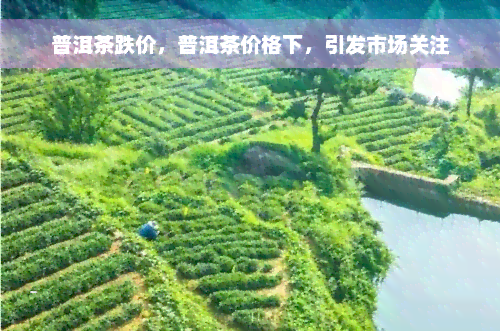 普洱茶跌价，普洱茶价格下，引发市场关注