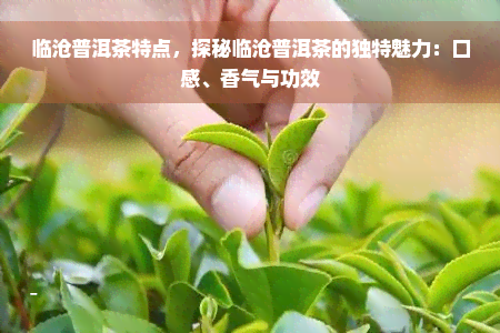 临沧普洱茶特点，探秘临沧普洱茶的独特魅力：口感、香气与功效