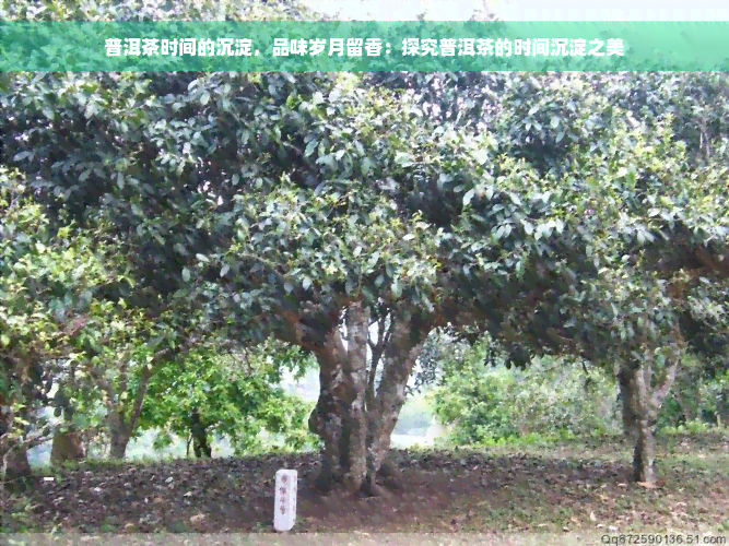 普洱茶时间的沉淀，品味岁月留香：探究普洱茶的时间沉淀之美