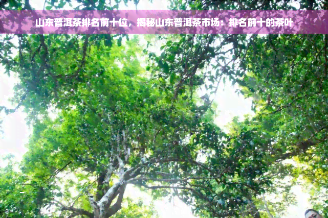 山东普洱茶排名前十位，揭秘山东普洱茶市场：排名前十的茶叶