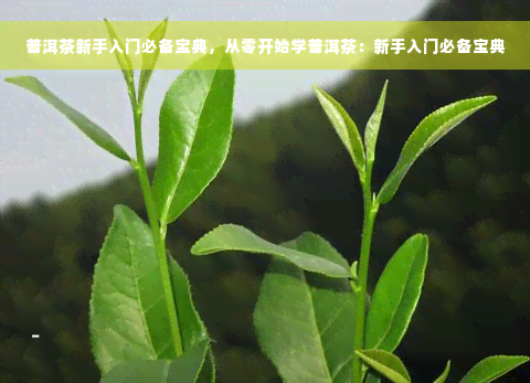 普洱茶新手入门必备宝典，从零开始学普洱茶：新手入门必备宝典