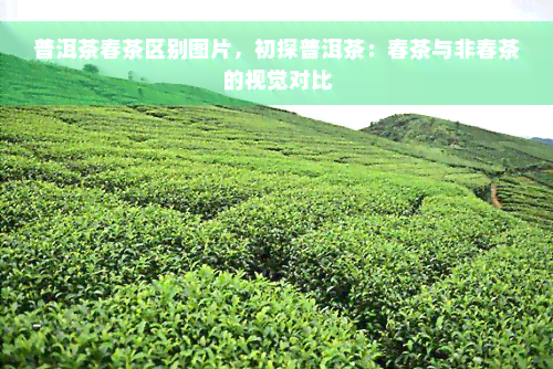 普洱茶春茶区别图片，初探普洱茶：春茶与非春茶的视觉对比