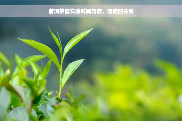 普洱茶低发酵时间与度、湿度的关系