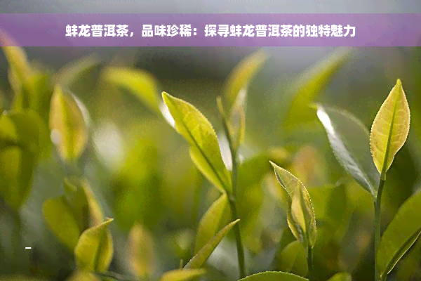 蚌龙普洱茶，品味珍稀：探寻蚌龙普洱茶的独特魅力