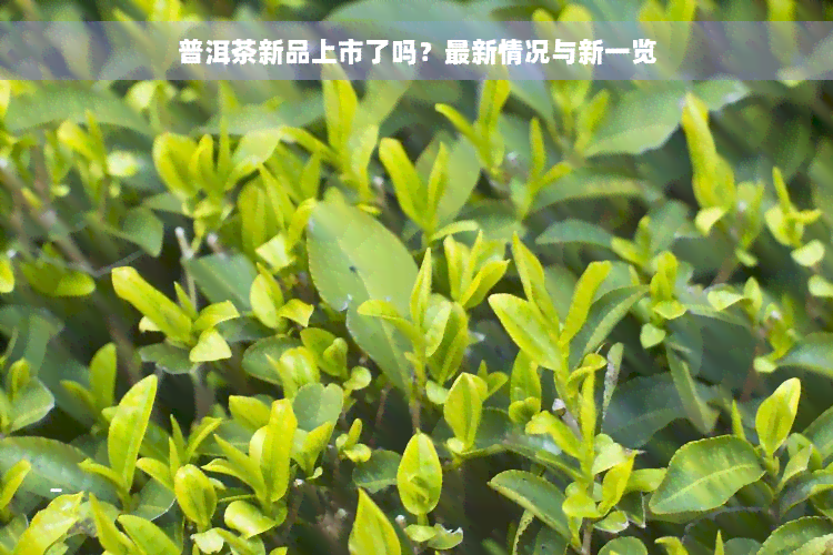 普洱茶新品上市了吗？最新情况与新一览