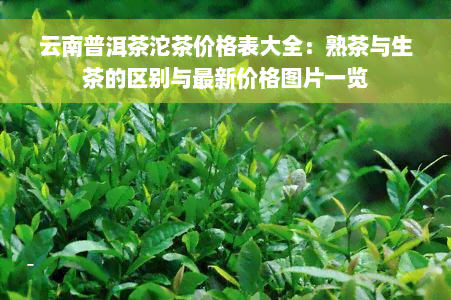 云南普洱茶沱茶价格表大全：熟茶与生茶的区别与最新价格图片一览