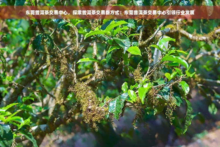 东莞普洱茶交易中心，探索普洱茶交易新方式：东莞普洱茶交易中心引领行业发展