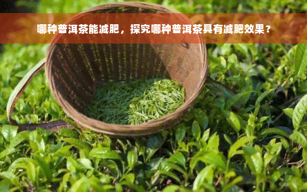 哪种普洱茶能减肥，探究哪种普洱茶具有减肥效果？