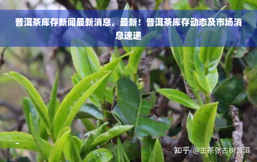 普洱茶库存新闻最新消息，最新！普洱茶库存动态及市场消息速递