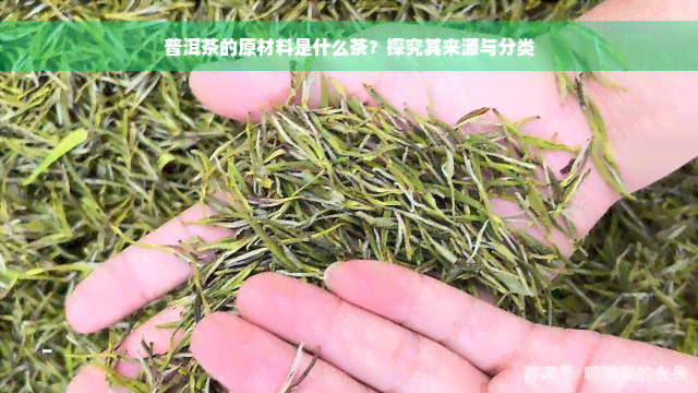 普洱茶的原材料是什么茶？探究其来源与分类