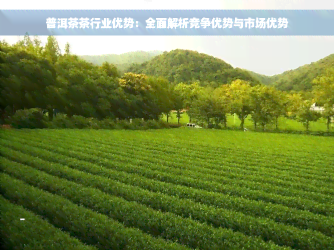 普洱茶茶行业优势：全面解析竞争优势与市场优势