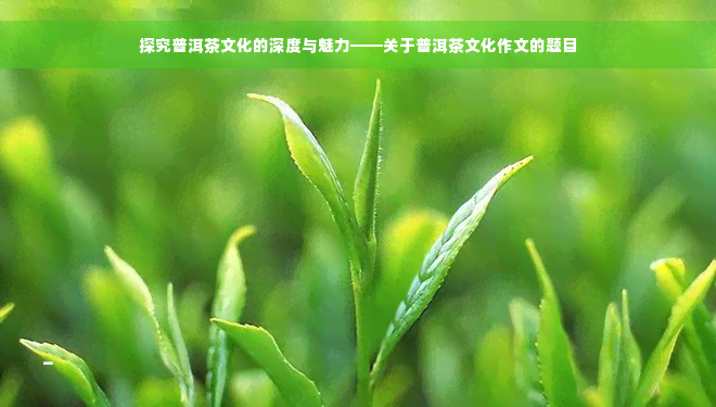 探究普洱茶文化的深度与魅力——关于普洱茶文化作文的题目