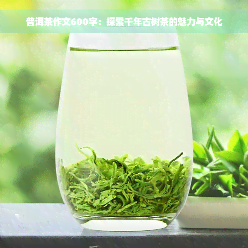 普洱茶作文600字：探索千年古树茶的魅力与文化